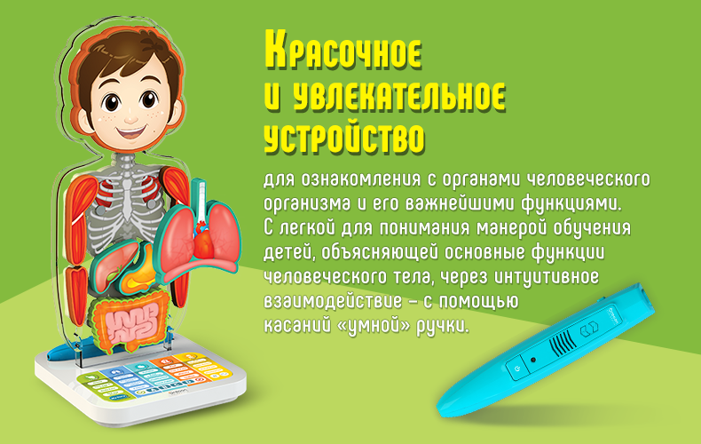 занимательная анатомия для детей