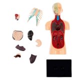 Научный опыт "Анатомия человека", высота 15 см