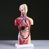 Анатомический макет "Торс человека" 42 см