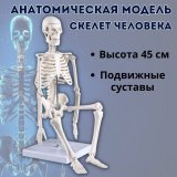 Макет "Скелет человека" 45 см Globusoff