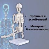 Макет "Скелет человека" 45 см Globusoff