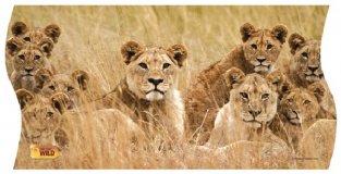 Панорамный развивающий пазл "Животный мир. Львы"