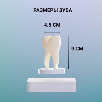 Левитирующий сувенир "Зуб" 9 х 4,5 см Globusoff