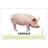 Карточки развивающие "Домашние животные", Литера, 19812