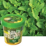 Набор для выращивания растений ВЫРАСТИ ДЕРЕВО! "Мята дикая" (банка, грунт, семена), zk-034