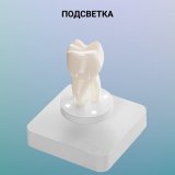 Левитирующий сувенир "Зуб" 9 х 4,5 см Globusoff