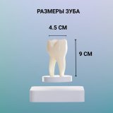 Левитирующий сувенир "Зуб" 9 х 4,5 см Globusoff